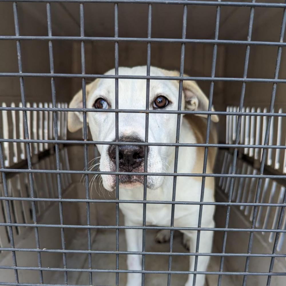 Shelter Stray Female Dog last seen , Lake City, FL 32055
