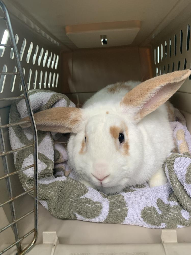 Shelter Stray Unknown Rabbit last seen OR, Troutdale, OR 97060