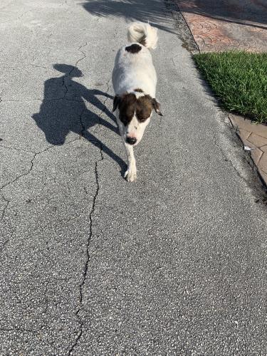 Found/Stray Male Dog last seen SW 16th Street and SW 71st ave, Pembroke Pines, FL 33023