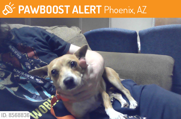Found/Stray Female Dog last seen 32nd st and thomas rd, Phoenix, AZ 85008