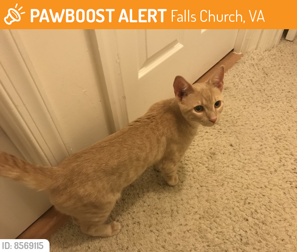 Rehomed Male Cat last seen Near Seminary Rd Falls Church, VA 22041, Falls Church, VA 22041
