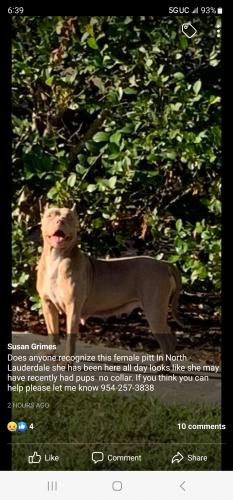 Lost Female Dog last seen North lauderdale , North Lauderdale, FL 33068