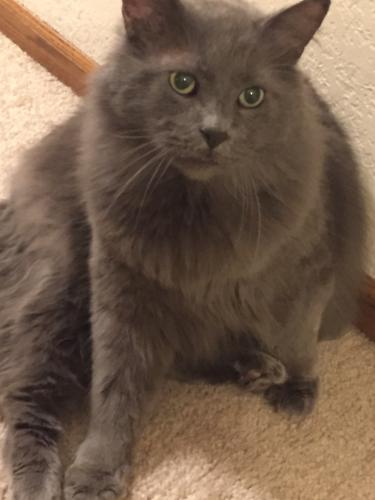 Lost Male Cat last seen Moorland rd and ryerson, New Berlin, WI 53151