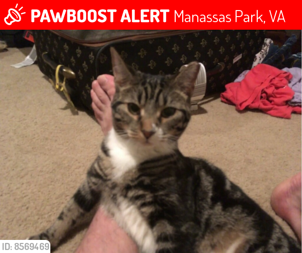 Lost Female Cat last seen W. Carondelet and Primerose, Manassas Park VA, Manassas Park, VA 20111