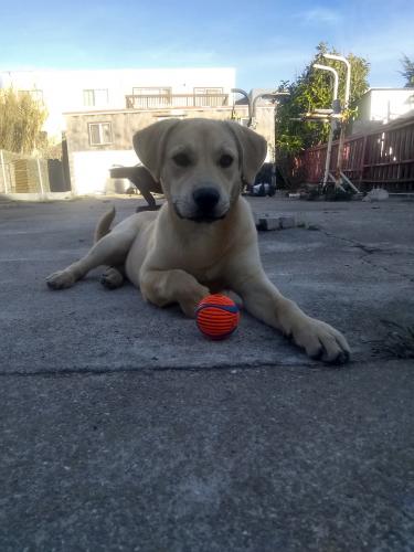 Lost Female Dog last seen Quintara 44th Ave, San francisco, San Francisco, CA 94122