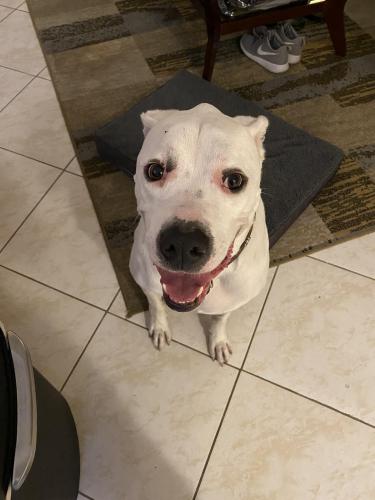 Found/Stray Male Dog last seen 18th St. & US 1, Fort Lauderdale, FL 33316