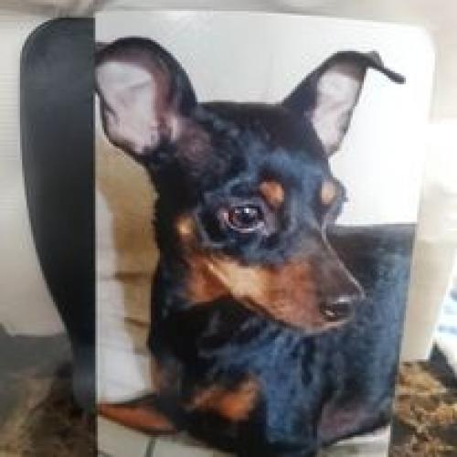 Lost Female Dog last seen Rio Salado and Dobson Road @4pm, Mesa, AZ 85202