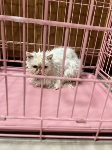 Found/Stray Unknown Cat last seen Mill and baseline, Tempe, AZ 85281
