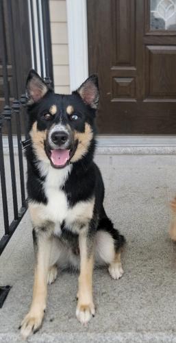 Lost Male Dog last seen Murdock Ave & Colfax St, Queens, NY 11429