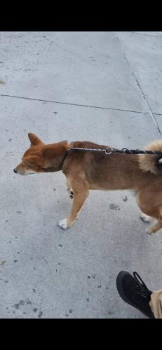 Lost Male Dog last seen Near valetine ave, The Bronx, NY 10458