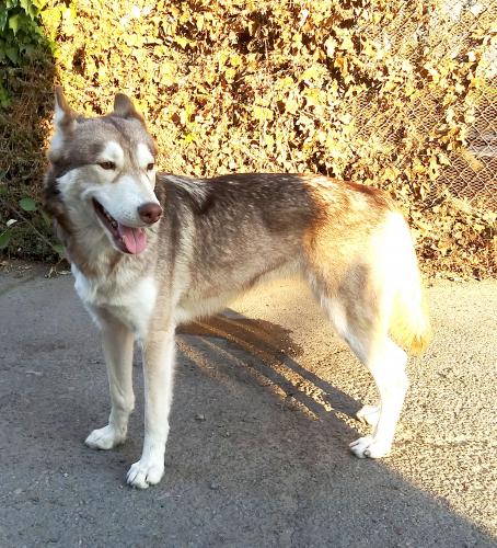 Lost Female Dog last seen Heggenberger near the Coliseum, Oakland, CA 94621