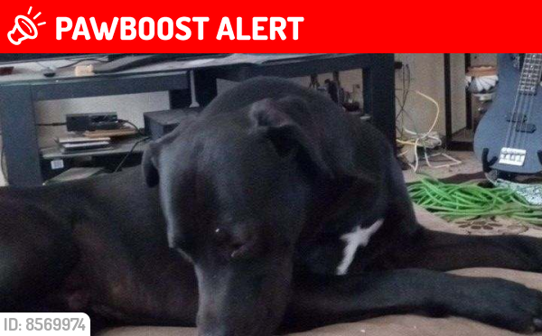 Deceased Male Dog last seen Hwy 55  and Hwy 41, Torrance County, NM 87016