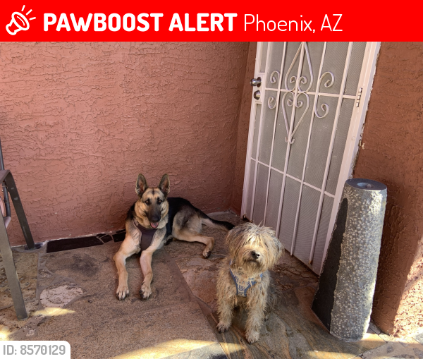 Lost Male Dog last seen 40th st and van buren , Phoenix, AZ 85008