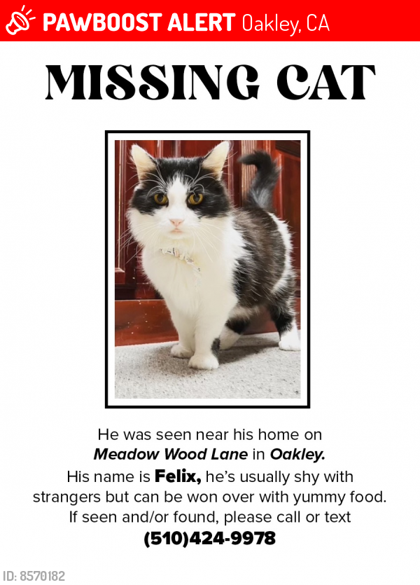 Lost Male Cat last seen Big Break Regional Shoreline , Oakley, CA 94561