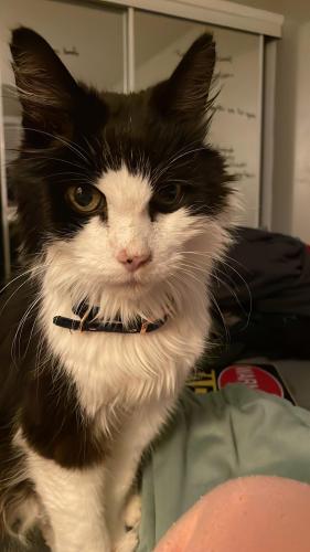 Lost Male Cat last seen Near Gladstone Dr, Glendale Heights , Glendale Heights, IL 60139