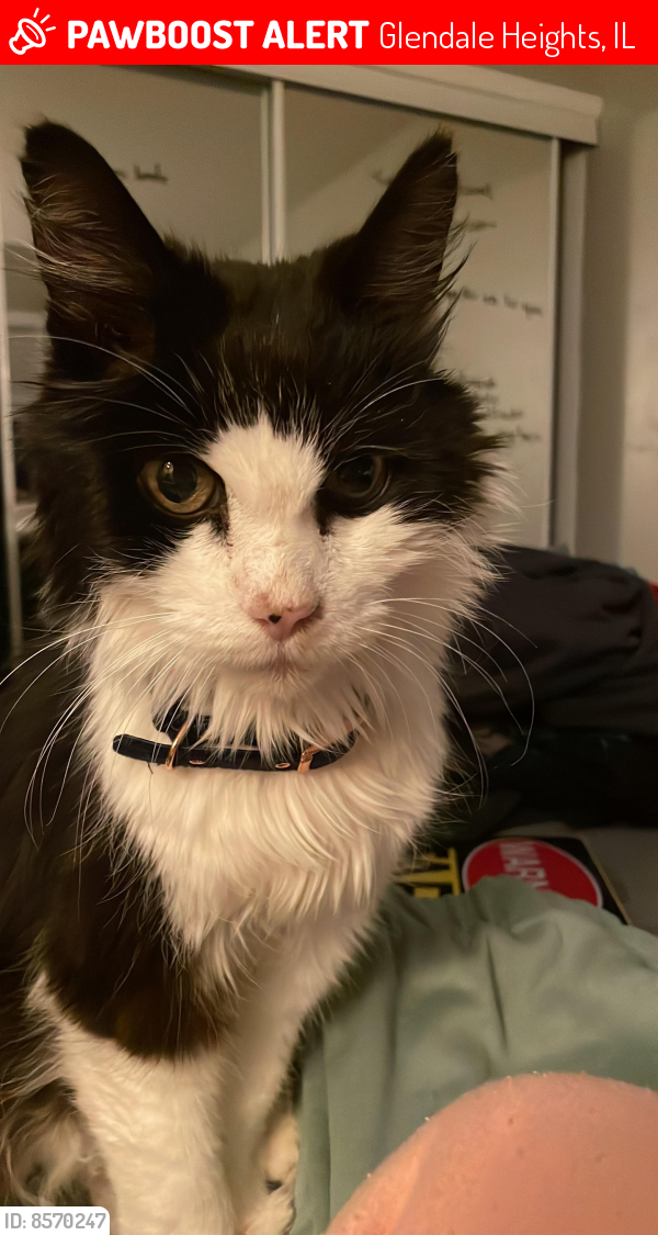 Deceased Male Cat last seen Near Gladstone Dr, Glendale Heights , Glendale Heights, IL 60139