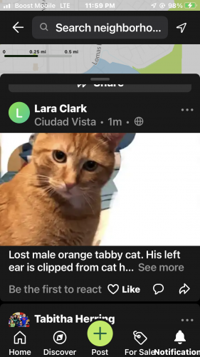 Lost Male Cat last seen Tramway copper, Albuquerque, NM 87123