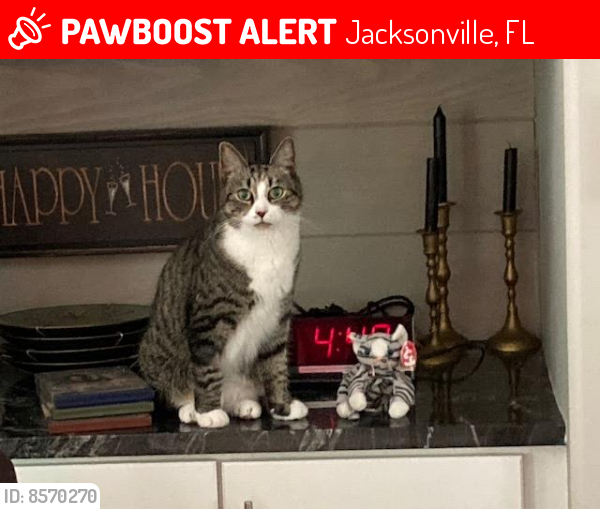 Lost Male Cat last seen RaceTrack Rd & Bishop ests & Eastwood Branch, St. Johns FL, Jacksonville, FL 32259