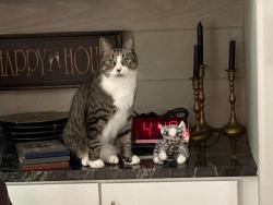 Lost Male Cat last seen RaceTrack Rd & Bishop ests & Eastwood Branch, St. Johns FL, Jacksonville, FL 32259