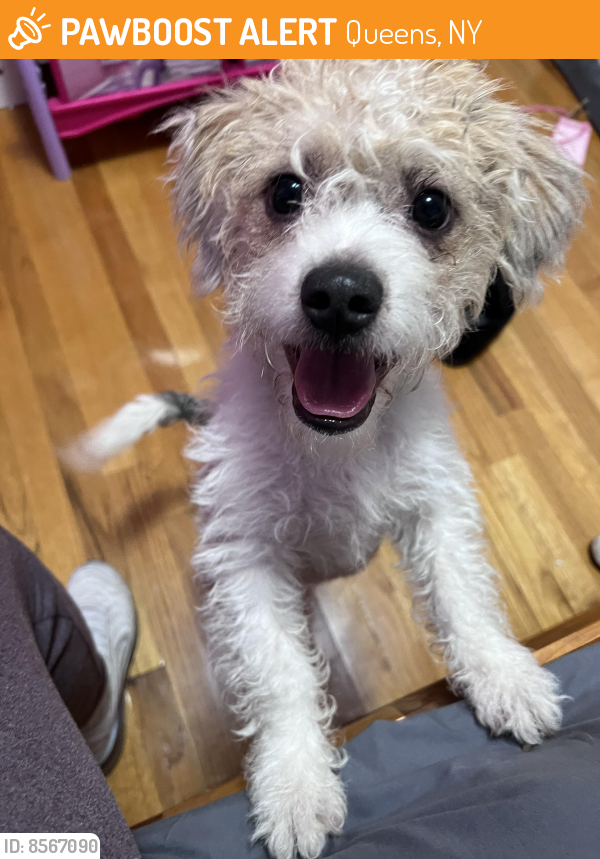 Found/Stray Male Dog last seen Near street and 34 ave, Queens, NY 11368