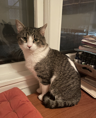 Found/Stray Unknown Cat last seen Montana Avenue East and Arcade, Saint Paul, MN 55106