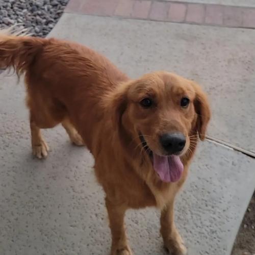 Found/Stray Female Dog last seen Bear valley, Victorville, CA 92307