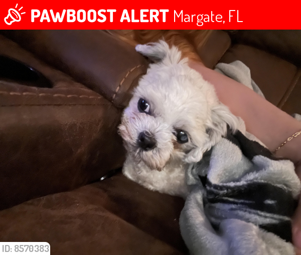 Lost Female Dog last seen State rd 7 dollar general, Margate, FL 33068
