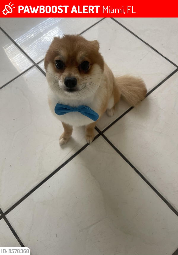 Lost Male Dog last seen 103rd Street and 22nd Ave., Miami, FL 33147