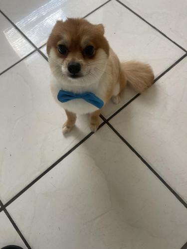 Lost Male Dog last seen 103rd Street and 22nd Ave., Miami, FL 33147