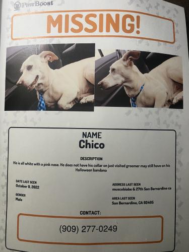 Lost Male Dog last seen 27th, San Bernardino, CA 92405