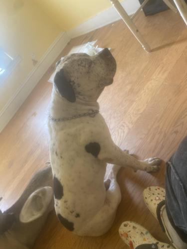 Lost Male Dog last seen sherburne ave and snelling , Saint Paul, MN 55104