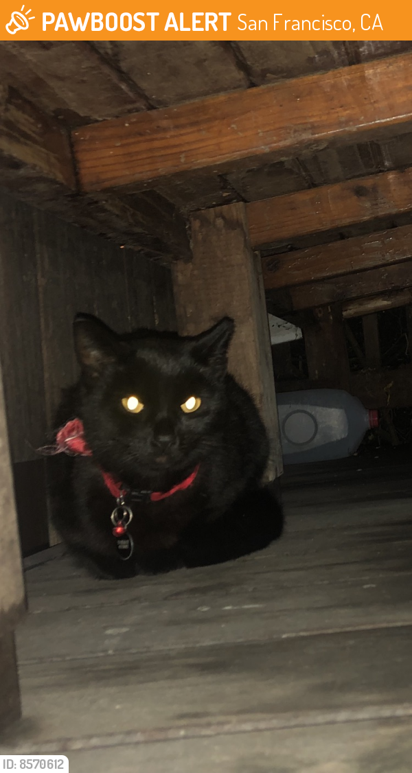 Found/Stray Unknown Cat last seen Sargent/shields , San Francisco, CA 94132