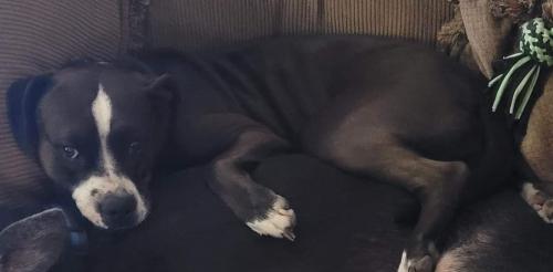 Lost Female Dog last seen Hargrave and George, Banning, CA 92220
