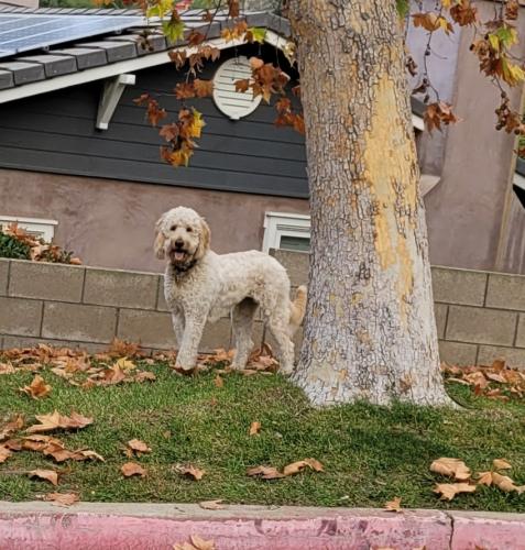 Found/Stray Unknown Dog last seen Hermosa Ave and Almond St., , Rancho Cucamonga, CA 91730