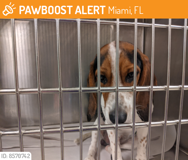 Found/Stray Male Dog last seen Miami, Florida, Miami, FL 33131