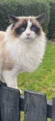 Lost Male Cat last seen EH7 4DR, Edinburgh, Scotland EH7 4DR