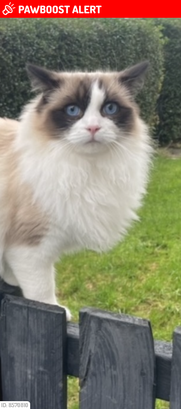 Lost Male Cat last seen EH7 4DR, Edinburgh, Scotland EH7 4DR