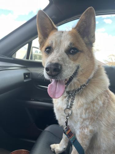 Found/Stray Male Dog last seen Georgia St SE, Albuquerque, NM 87108