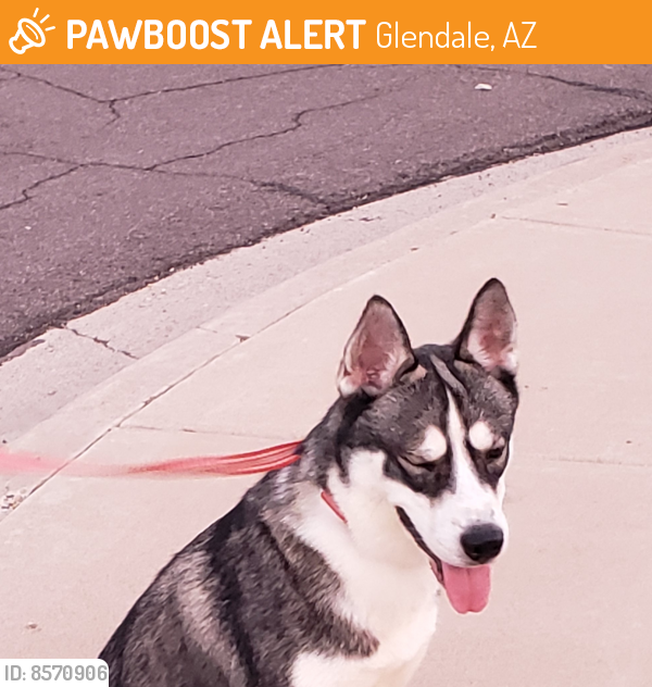 Rehomed Unknown Dog last seen 59th Ave and Northern , Glendale, AZ 85301