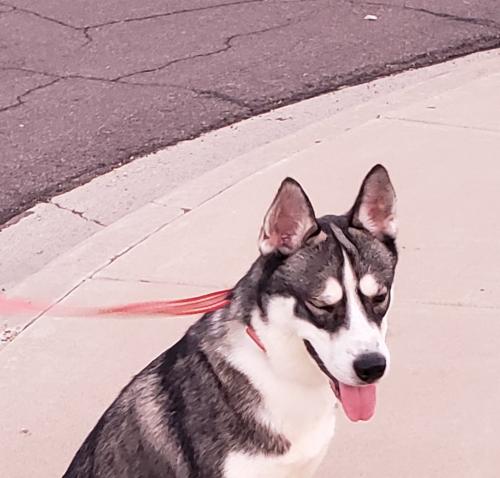 Found/Stray Unknown Dog last seen 59th Ave and Northern , Glendale, AZ 85301