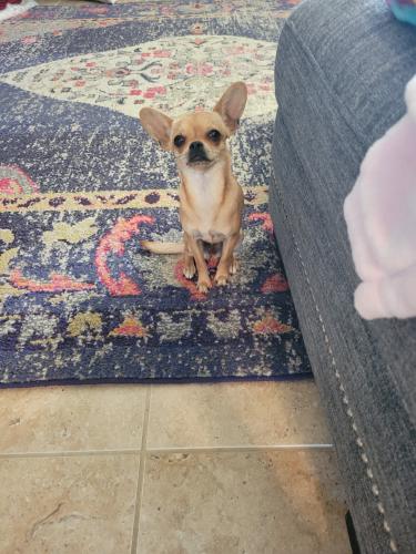 Found/Stray Female Dog last seen Lilac, Rialto, CA 92376