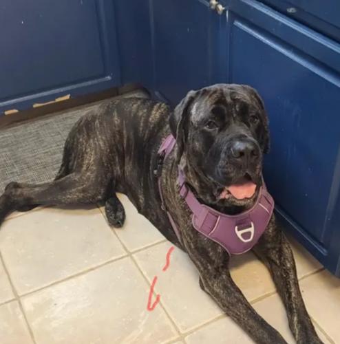 Lost Female Dog last seen Memphis and Moreland corner not far from Rt 197, Bowie, MD 20715