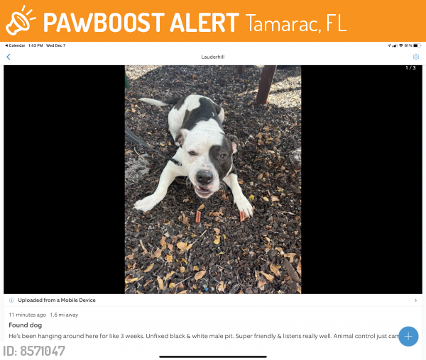 Found/Stray Male Dog last seen 56thst and woodlands Blvd., Tamarac, FL 33319