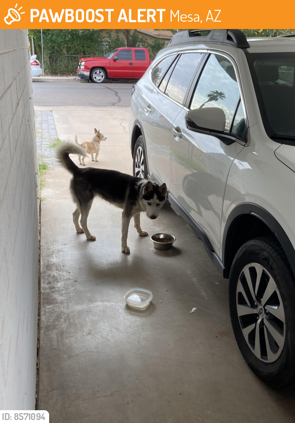 Found/Stray Unknown Dog last seen Stapley and 2nd, Mesa, AZ 85203