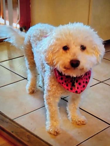 Lost Male Dog last seen Fort Salonga Rd, Northport, NY 11768