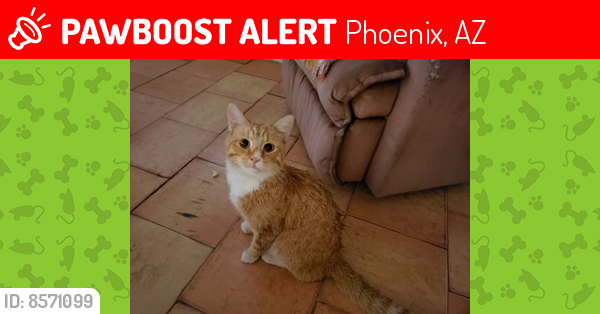 Lost Male Cat last seen 39th ave/bluefield/Michigan , Phoenix, AZ 85051