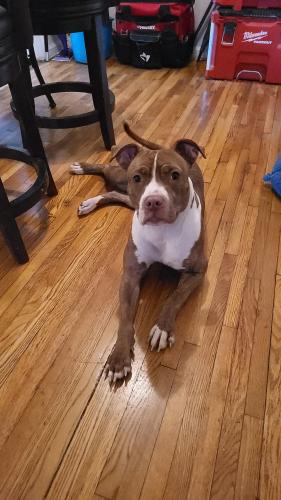 Lost Female Dog last seen Winchester Street , Queens, NY 11427