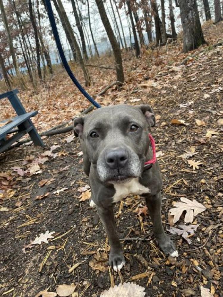 Shelter Stray Female Dog last seen Near blk of myrtle ave 21217, 21217, MD, Baltimore, MD 21230