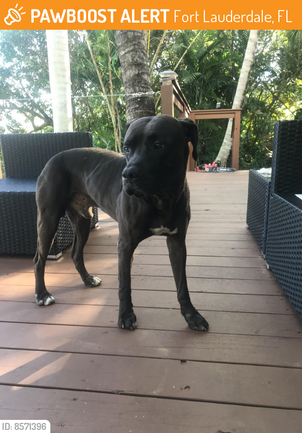Found/Stray Male Dog last seen E. Las Olas & E. Broward Blvd , Fort Lauderdale, FL 33301