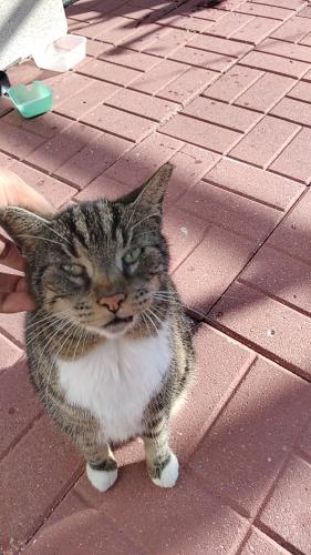 Lost Female Cat last seen 19th street and Lauderdale manor Dr, fort Lauderdale fl 33311, Fort Lauderdale, FL 33311